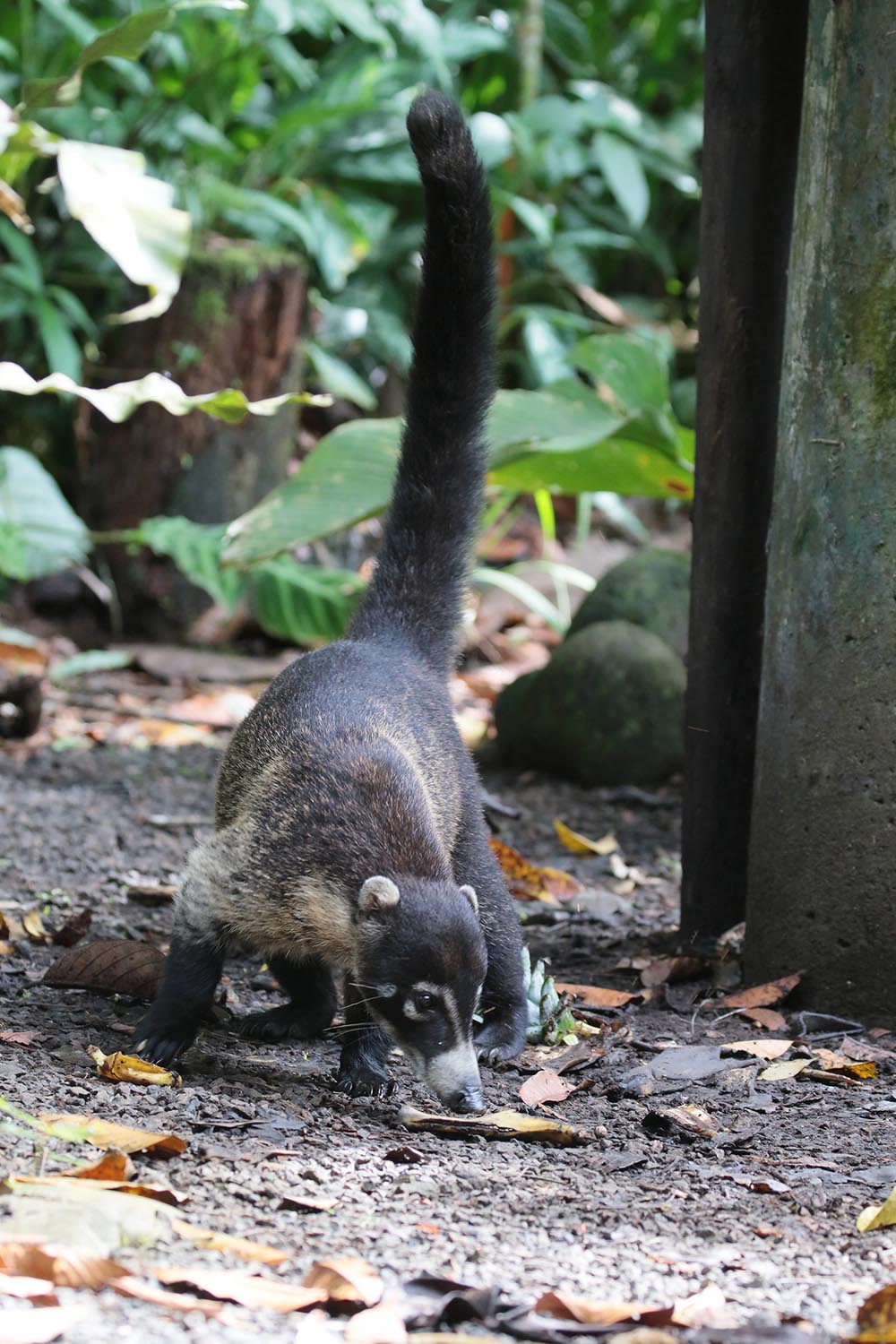 Coati